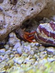 Scarlet red, död?!
