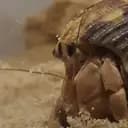 hermitcrabssweden