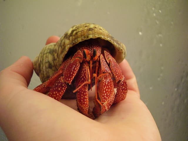 Artiklar om eremitkräftor